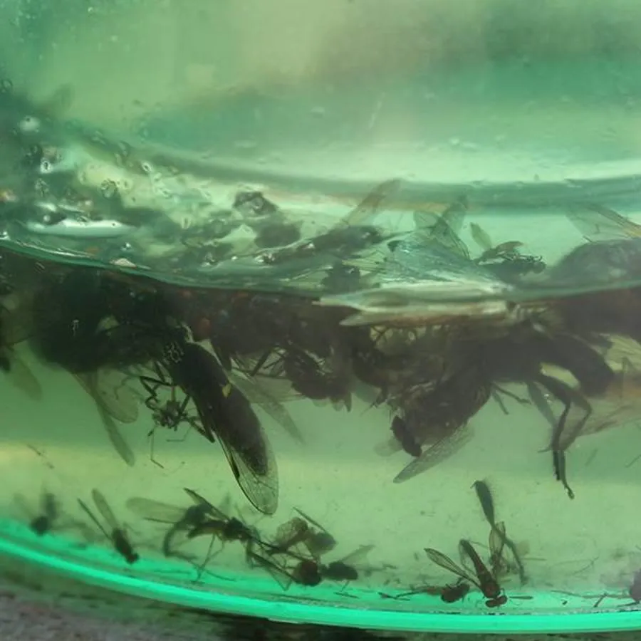 Alcochem H-Trap Dazenval 5 Alcochem H-Trap Dazenval - Afbeelding 3