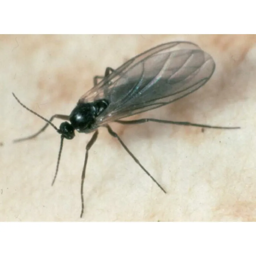 Refona Aaltjes Tegen De Varenrouwmug 20M2 3 Refona Aaltjes Tegen De Varenrouwmug 20M2