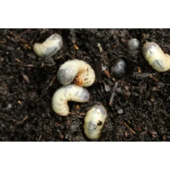 Refona Aaltjes Tegen Engerlingen En Emelten 50 M2