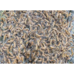 Refona Aaltjes Tegen Rupsen | Bio Eikenprocessierups Free - 20 Nesten