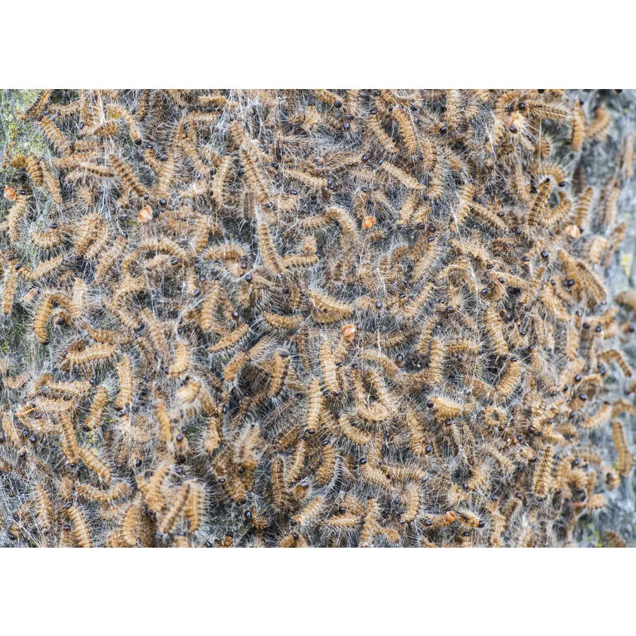 Refona Aaltjes Tegen Rupsen | Bio Eikenprocessierups Free - 20 Nesten 3 Refona Aaltjes Tegen Rupsen | Bio Eikenprocessierups Free - 20 Nesten