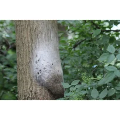 Refona Aaltjes Tegen Rupsen | Bio Eikenprocessierups Free - 10 Nesten