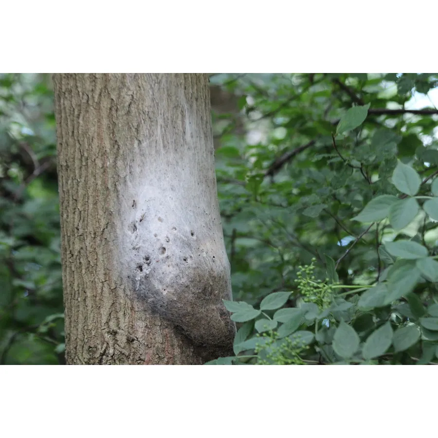 Refona Aaltjes Tegen Rupsen | Bio Eikenprocessierups Free - 10 Nesten 3 Refona Aaltjes Tegen Rupsen | Bio Eikenprocessierups Free - 10 Nesten