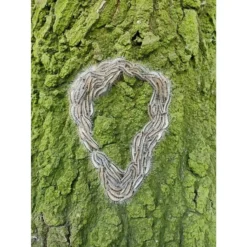 Refona Aaltjes Tegen Rupsen | Bio Eikenprocessierups Free - 5 Nesten