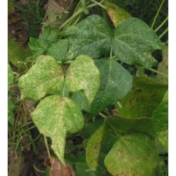 Refona Californische Spint Roofmijten 12.500 Stuks 10 Refona Californische Spint Roofmijten 12.500 Stuks -Pokon Winkel refona californische spint roofmijten 12500 stuks 3