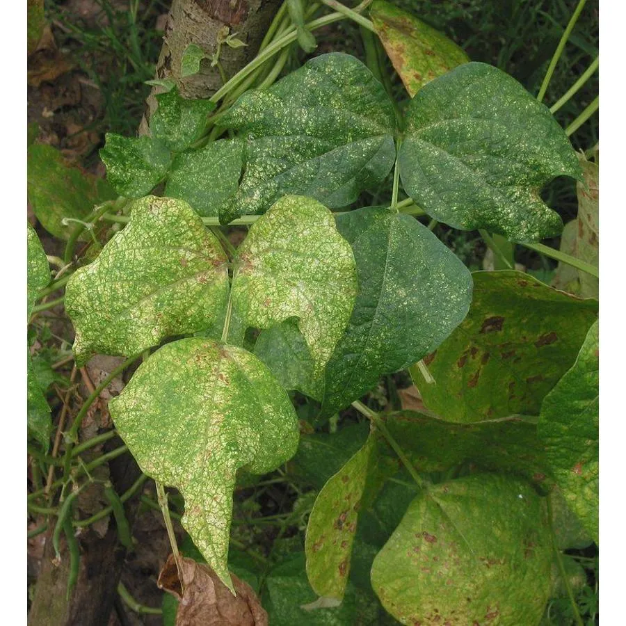 Refona Californische Spint Roofmijten 12.500 Stuks 6 Refona Californische Spint Roofmijten 12.500 Stuks - Afbeelding 4