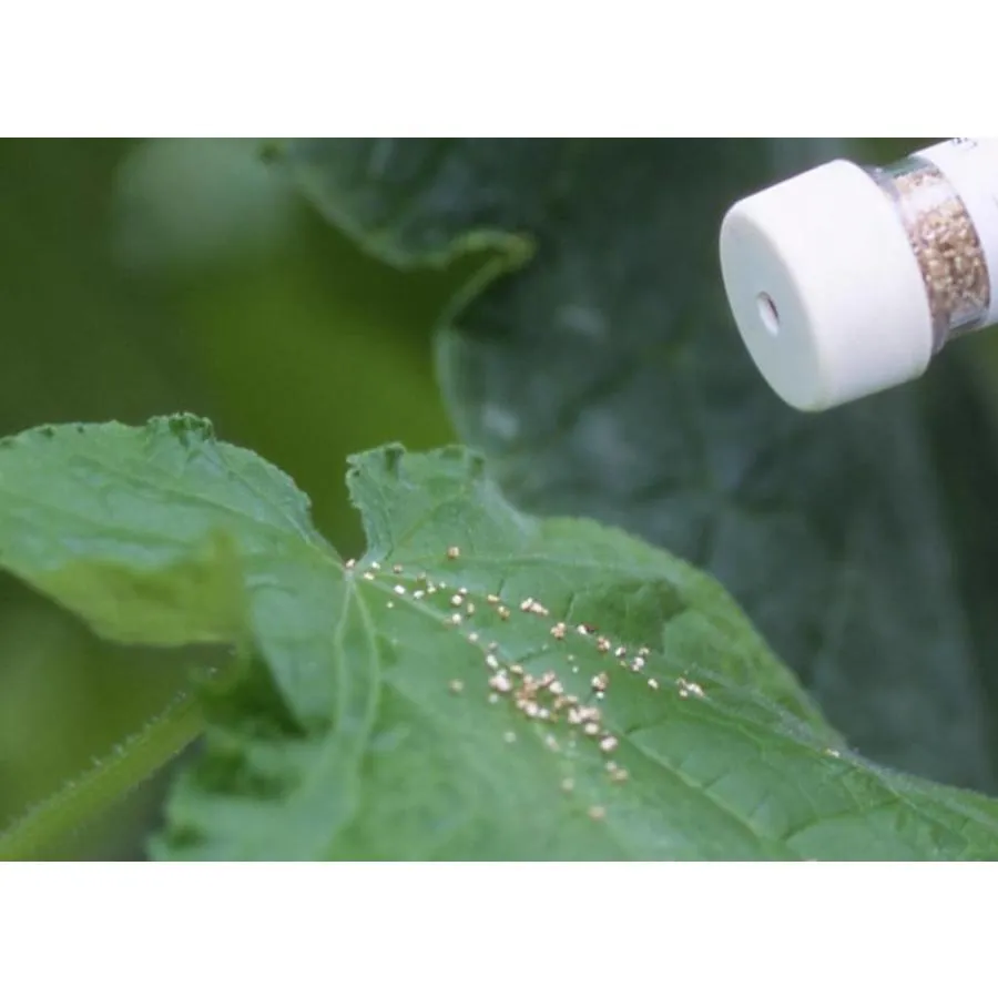 Refona Californische Spint Roofmijten 12.500 Stuks 3 Refona Californische Spint Roofmijten 12.500 Stuks