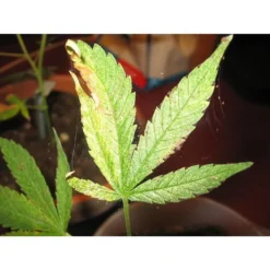 Refona Californische Spint Roofmijten 25.000 Stuks 9 Refona Californische Spint Roofmijten 25.000 Stuks -Pokon Winkel refona californische spint roofmijten 25000 stuks 3