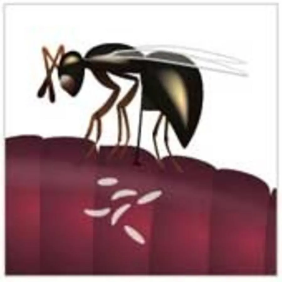 Refona NoFlyPak Vliegenbestrijding 5.000 Stuks 4 Refona NoFlyPak Vliegenbestrijding 5.000 Stuks - Afbeelding 2