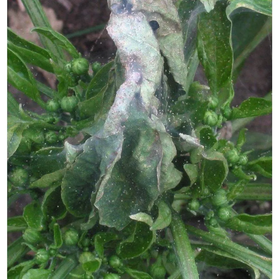 Refona Roofmijten Tegen Spint 10.000 Stuks 5 Refona Roofmijten Tegen Spint 10.000 Stuks - Afbeelding 3