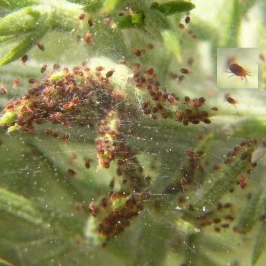 Refona Roofmijten Tegen Spint 10.000 Stuks 3 Refona Roofmijten Tegen Spint 10.000 Stuks