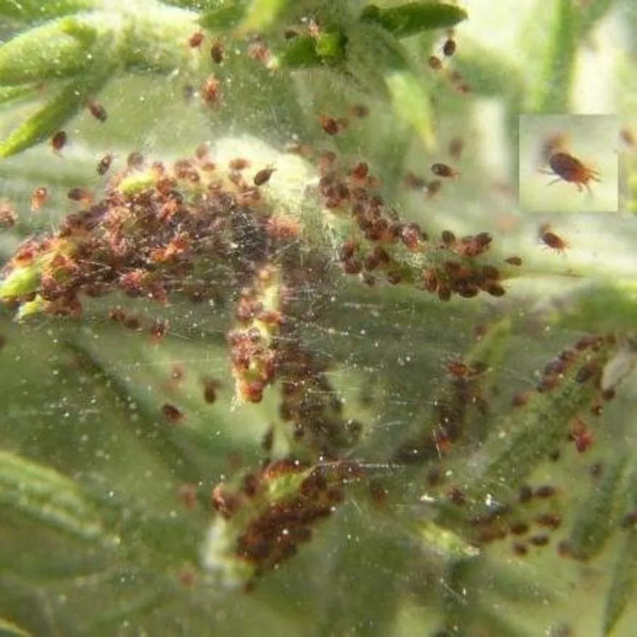 Refona Roofmijten Tegen Spint 2000 Stuks 4 Refona Roofmijten Tegen Spint 2000 Stuks - Afbeelding 2