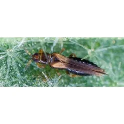 Refona Trips Roofmijt 25.000 Stuks