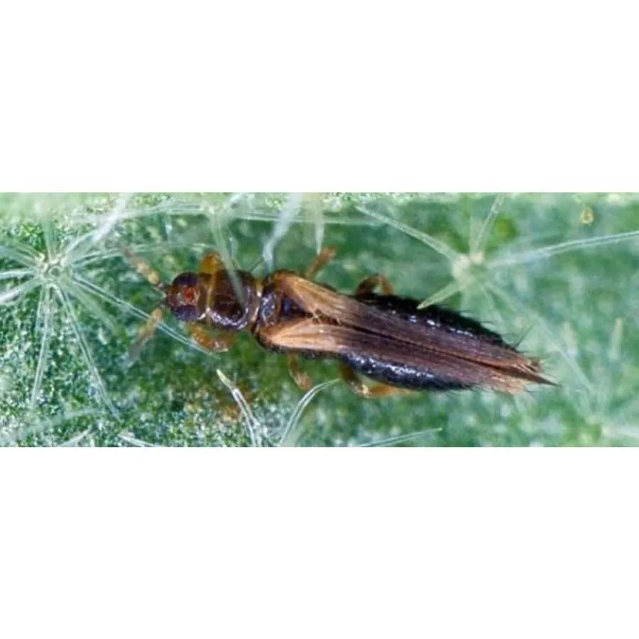 Refona Trips Roofmijt 25.000 Stuks 3 Refona Trips Roofmijt 25.000 Stuks